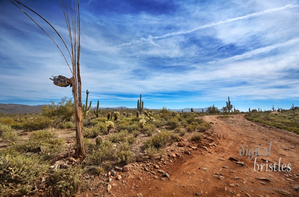 Arizona
